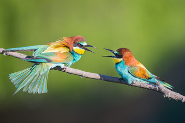 Angry Bee-eaters