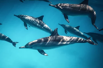 Rolgordijnen dolphin school swimming in blue water close up 1 © mattisi