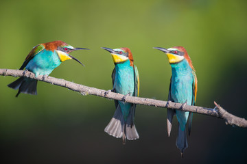 Three Bee-eater