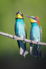 Two bee-eaters