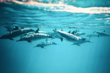 Schilderijen op glas dolphin school swimming in blue water 5 © mattisi