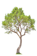 Obraz premium Syzygium cumini on a white background