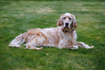 English setter orange belton on green grass