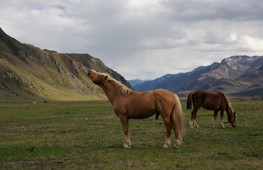 Fototapeta na wymiar Horse hot male on pasture in mountains