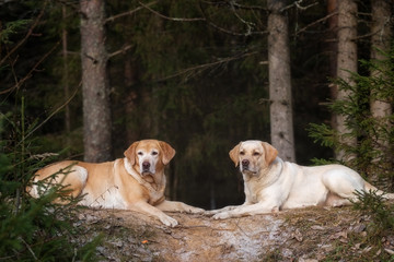 Two labrador retriever in autumn forest