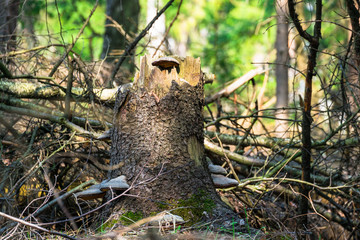An old stump, infected by fungal plant pathogen - Polypore fungus. This species infects trees through broken bark, causing rot and continues to live on trees long after they have died, as a decomposer