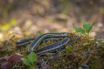Garter Snake in the Forest