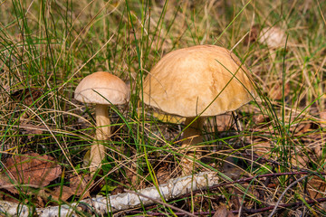 Close up view of two brown cap boletus growing in forest.