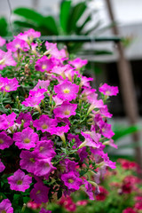 Pink impatiens flowers