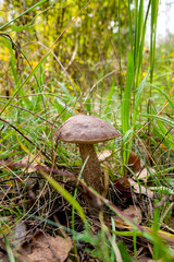 Forest mushroom brown cap boletus growing in a green moss..