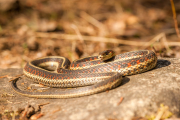 Low View - Garter Snake