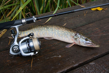 Freshwater pike and fishing equipment lies on wooden background..