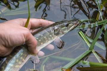 Catch and release. Small Freshwater pike in hand got a freedom..