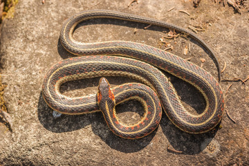 Garter Snake from a Bird View