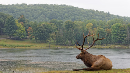 Cerf couché