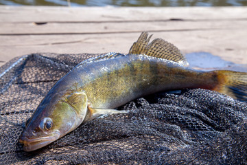 Freshwater zander and fishing equipment lies on wooden background..