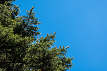 Green fir-tree branches on background of blue sky