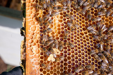 Working bee on the honeycomb with sweet honey..