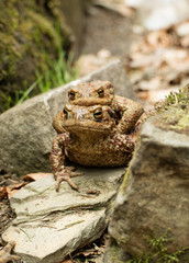 Marriage period of frogs on Lake Synevir (Carpathian mountains)