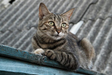 Cats photo collections. On a rural fence.