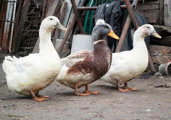 Three rural ducks on a walk