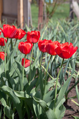 Red tulips under sunlight in the park at the middle of spring..