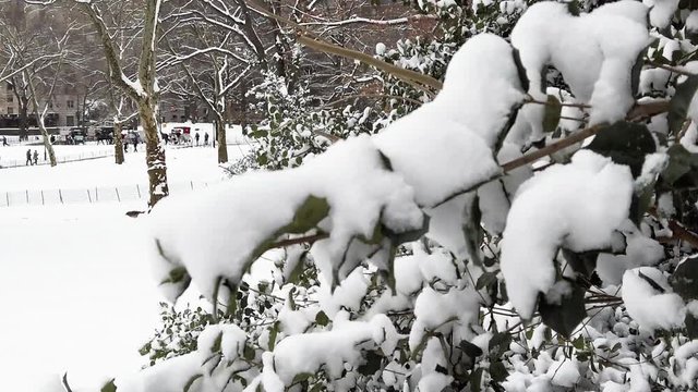 Detail of a tree covered with snow at Central Park, New York City, during winter time.