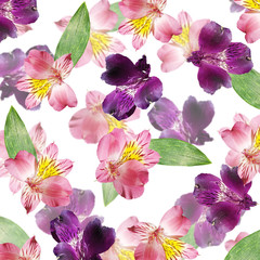 Beautiful floral background of pink and purple Alstroemeria. Isolated