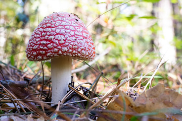 Little fly agaric