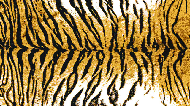 Vector Illustration Art of Indo-Chinese Tiger (Panthera Tigris Corbetti) Skin / Pelt for Background, Backdrop or Wallpaper.