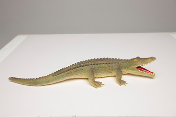 ワニ