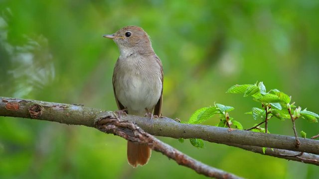 Common nightingale (Luscinia megarhynchos) singing