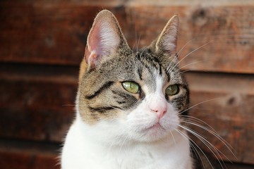 beautiful cat head portrait with a wooden background