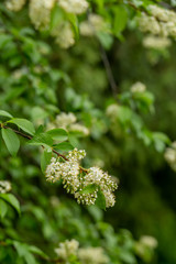 sprigs of flowering bird cherry in the park with a blurred background
