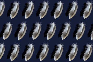 bird feathers arranged in a row on a blue background