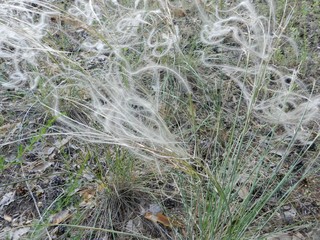 feather grass