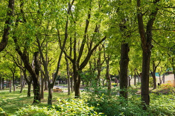 Fototapeta na wymiar Green trees in the park ,Shikoku,Japan