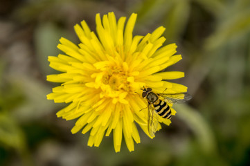 Yellow bee on a dandelion flower