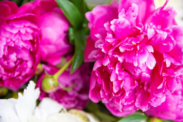 Fototapeta na wymiar white and pink peonies, a bouquet of spring flowers, petals of peonies