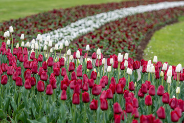 City Riga, Latvia Republic. Latvian flag from tulips, red and white. - image