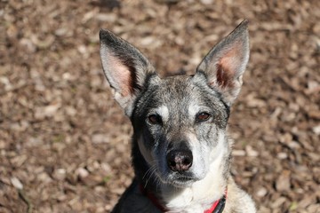 beautiful mixed dog head portrait in the garden