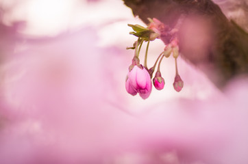 Detail of Purple cherry tree blossom 