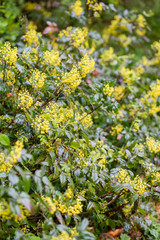 Obraz premium Spring bright shrub that blooms in spring with yellow flowers-mahonia. After the rain in the park.