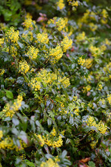 Obraz premium Spring bright shrub that blooms in spring with yellow flowers-mahonia. After the rain in the park.
