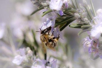 Blooming rosemary with a bee