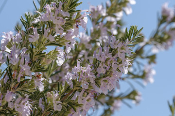 Blooming rosemary