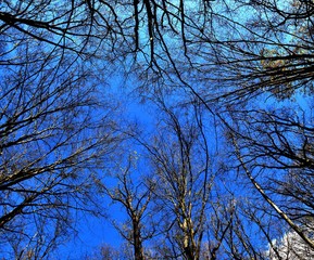 the blue sky seen among the trees in the forest