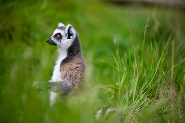Lemur primate from the island of Madagascar sitting in green grass
