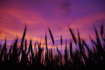  Purple sunset in the field