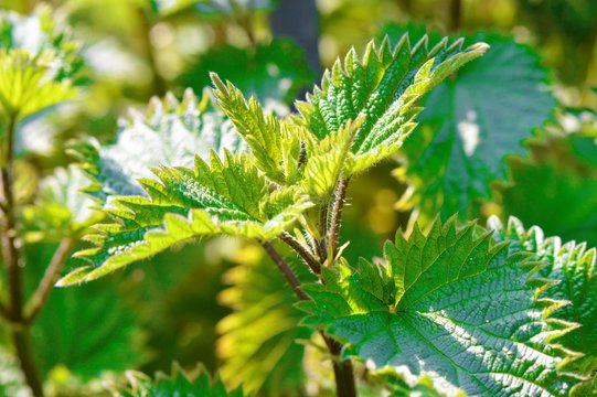 Close-up image of a Stinging Nettle (Urtica dioica)